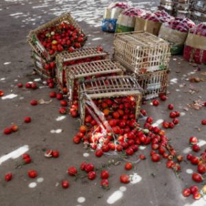 Tomates caidos - desperdicio de alimentos