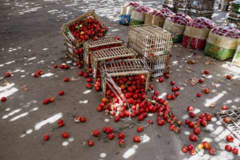 Tomates caidos - desperdicio de alimentos